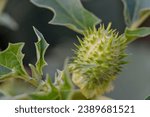 Small photo of Datura stramonium, known by the common names, jimson weed, stink weed, loco weed, Korean morning glory, Jamestown weed, thorn apple, angel's trumpet, devil's trumpet, devil's snare, devil's seed.