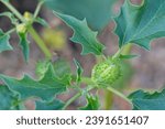 Small photo of Datura stramonium, known by the common names, jimson weed, ditch weed, stink weed, loco weed,Korean morning glory, Jamestown weed, thorn apple, angel's trumpet, devil's trumpet, devil's snare, devil's