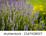 Lavender In The Summer Garden ...