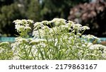 Small photo of Landscape photography of Iberis gibraltarica also known as Gibraltar candytuft is the symbol of the Upper Rock Nature Reserve in Gibraltar.