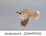A Eurasian Collared Dove ...