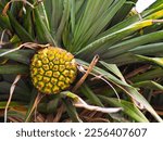 A Close Up View Of The Pandanus ...