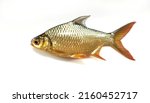 Small photo of red tailed tinfoil barb on white background