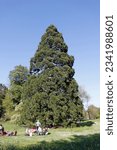 Small photo of Bagatelle garden pine tree in Paris - France