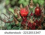 Small photo of Fishhook Barrel Cactus . Flowering . Macro