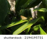 Small photo of Grass skippers or banded skippers are butterflies of the subfamily Hesperiinae, part of the skipper family, Hesperiidae.