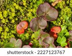 Small photo of Oxyria digyna mountain sorrel wood sorrel, Alpine sorrel or Alpine mountain-sorrel growing on glacier forelands of Rabots glacier in Tarfala valley in alpine part of Sweden