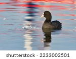 Black Eurasian coot Fulica atra also known as the common coot or Australian coot  on the Vistula river during mating season in spring