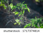 Young Growing Tomato Plants In...