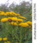Yellow Pellet Flower And Ladybug