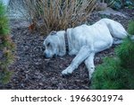White Cute Dog Sleeps On Ground