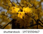 Forsythia. Blooming forsythia bush. Yellow flower on a branch of forsythia. The beauty of spring nature.