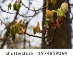 Branches of trees and bushes with buds and first leaves in spring 