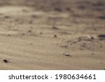 sand beach background and texture. High quality photo