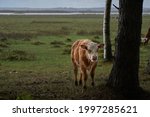 Adorable cow in the pasture in rainy day. High quality photo