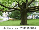 Large branchy tree in central...