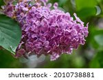 Beautiful Lilac Flowers Branch...