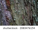 Tree Bark Texture. Oak Wood...