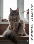 Adorable grey fluffu maine coon or mainecoon cat or kitten possing on table in natural daylight. High quality photo