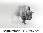Wild bison buffolo walking out...
