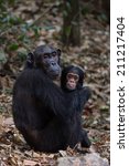Female Eastern Chimpanzee With...