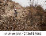 Small photo of Great cormorant (Phalacrocorax carbo) between tree branches, in breeding plumage while cleaning its plumage, Alqueria de Aznar, Spain