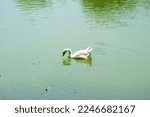 White Duck Swimming On A Pond...