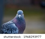 Small photo of A feral pigeon, somewhat more handsome and prepossessing than is usual, looks to camera in front of a heavily defocused background.