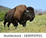 Bison bull, Custer State Park, South Dakota