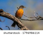 A beautiful American Robin rests on a perch in a spring time Colorado forest as it searches to set up a nesting territory.