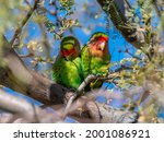 Small photo of A pair of beautiful Rosy-faced Lovebirds cuddle against each other in dappled light as they sit in an Arizona park where they have become established.