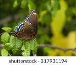 A Beautiful Red Spotted Purple...