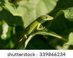 A Vivid Colored Green Anole...