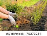 planting a hedge