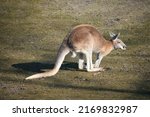 Red Kangaroo Sitting On A...