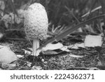 Small photo of Young crested inkling growing on forest floor between moss and needles. Nature photo from wood