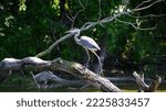 Small photo of Blue Heron on a lake at Wheatley Park in Ontario