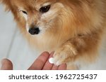 Small photo of The dog takes the pill from the owner's hand with its paw. The German Spitz reluctantly receives another dose of medication. Pet Treatment