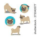 pug dog face and postures | Shutterstock . vector #273342077