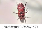 Small photo of Tuban, East Java, Indonesia, April 11, 2023 - Rhinoceros beetle is a type of insect that is strong and usually protects itself by butting it with its horns