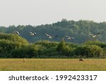 Greylag Goose Birds  Anser...