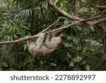 Small photo of Least Concern species, Linne's Two-toed Sloth or Choloepus didactylus