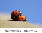Mating Lady Bug In Spring.
