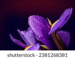 Close up photo of iris flower with macro detail. Beautiful purple flower with water drops on petals on dark blurred background. Shallow depth of field. Space for text