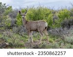 A mule deer doe (Odocoileus hemionus) in Black Canyon of the Gunnison National Park, Colorado, United States in 2023. 