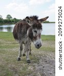 Little Donkey Standing By Lake. ...