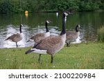 Group Of Canadian Geese All...