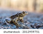 The Common Toad  European Toad  ...
