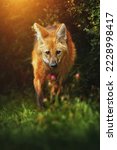 Small photo of Maned wolf (Chrysocyon brachyurus) walking towards the camera at sunset in the grass