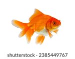 Oranda goldfish isolated on...